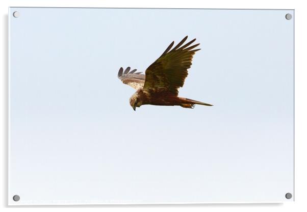 Marsh Harrier about to swoop Acrylic by David Mather