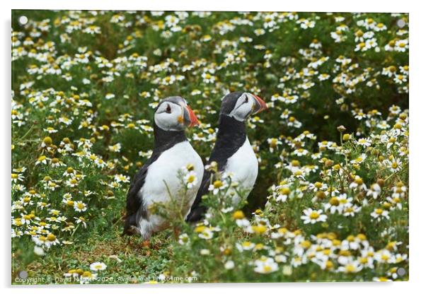 Puffins amongst the Daisies Acrylic by David Mather