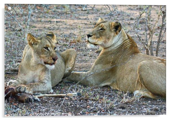 Mealtime over for the lioness and her daughter in the Kruger National Park Acrylic by David Mather