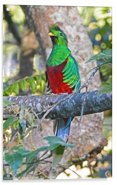 Resplendent Quetzal, Costa Rica Acrylic by David Mather