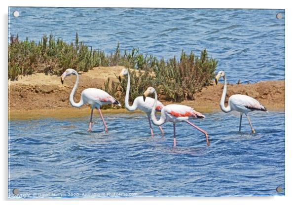 Flamingos in the Algarve Acrylic by David Mather