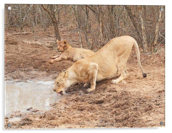 Even lions need to drink Acrylic by David Mather
