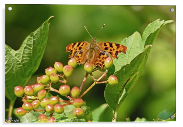 Comma butterfly soaking up the rays Acrylic by David Mather