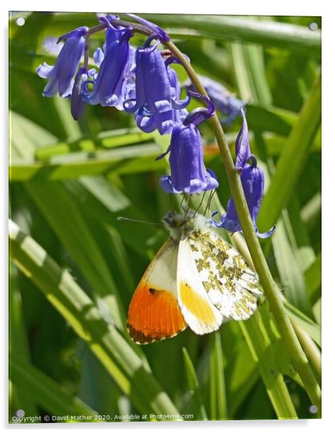 Orange Tip butterfly nectaring on Bluebell flower Acrylic by David Mather