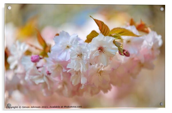 spring Cherry blossom Acrylic by Simon Johnson