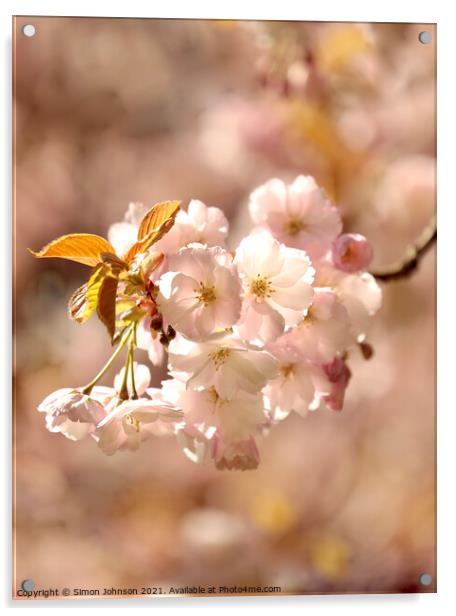 A close up sunlit spring blossom Acrylic by Simon Johnson