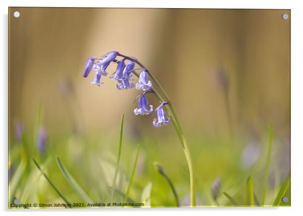 Bluebell flower Acrylic by Simon Johnson