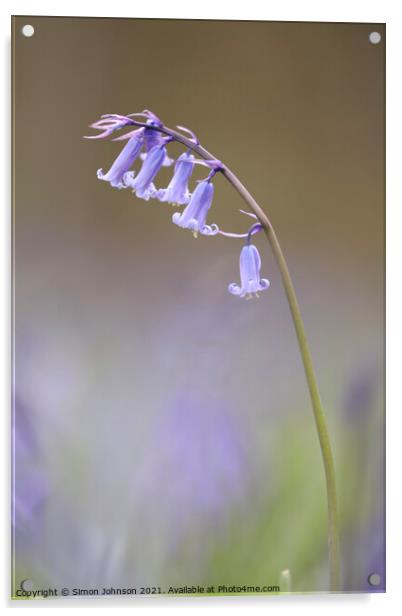 Bluebel Flower Acrylic by Simon Johnson