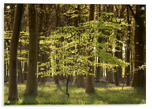 Beech tree Acrylic by Simon Johnson