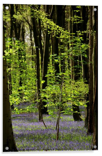 bluebell wood Acrylic by Simon Johnson
