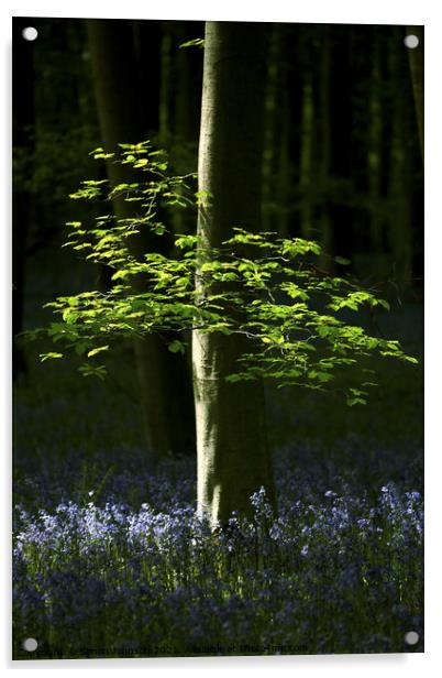 Sunlit leaves and bluebells Acrylic by Simon Johnson