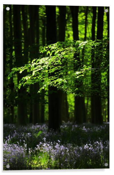 Sunlit Woods with Bluebells Acrylic by Simon Johnson