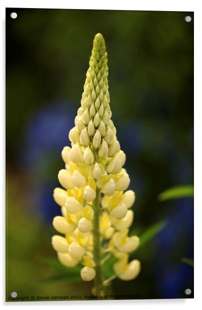 yellow lupin flower Acrylic by Simon Johnson
