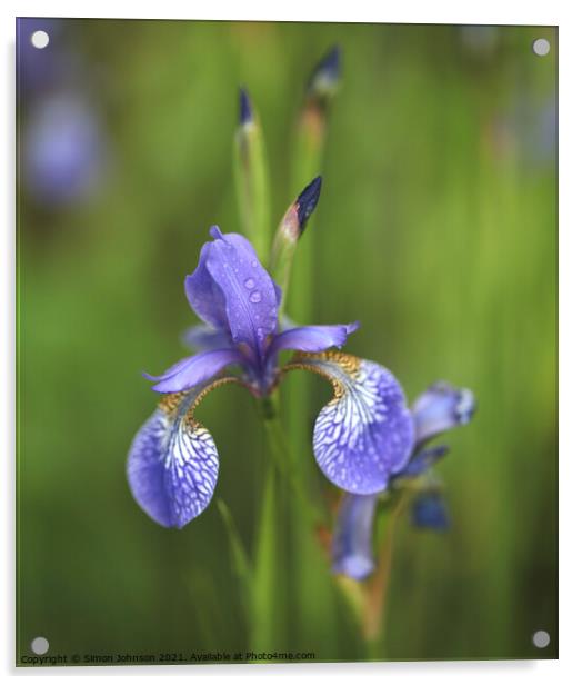 Wet Iris Flower Acrylic by Simon Johnson