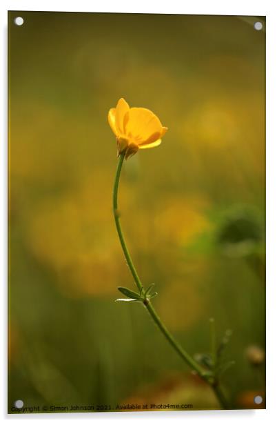 Buttercup flower Acrylic by Simon Johnson