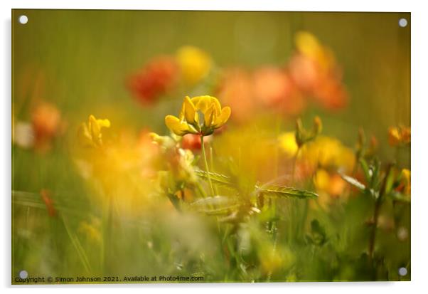 Meadow Flowers Acrylic by Simon Johnson