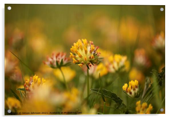 Meadow Flowers Acrylic by Simon Johnson