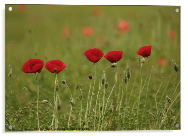 Five poppies Acrylic by Simon Johnson
