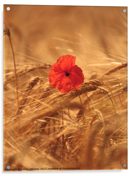 wind blown poppy in corn Acrylic by Simon Johnson