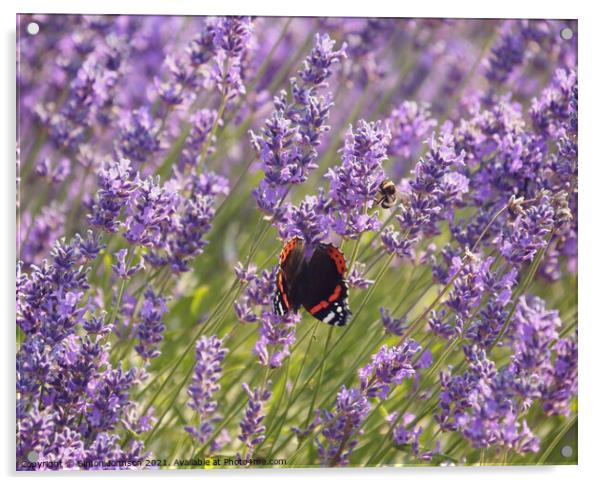 Lavender  flower butterfly and bee Acrylic by Simon Johnson