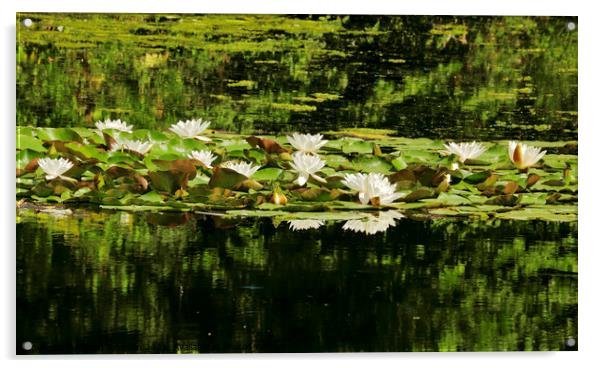 water lillies Acrylic by Simon Johnson
