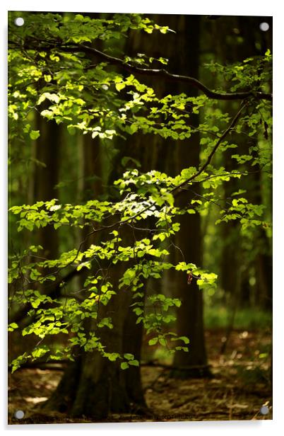 Sunlit leaves and woodland Acrylic by Simon Johnson