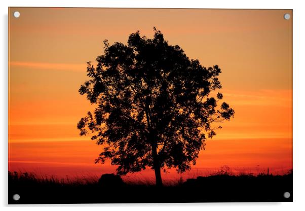 Isolated tree at sunrise Acrylic by Simon Johnson