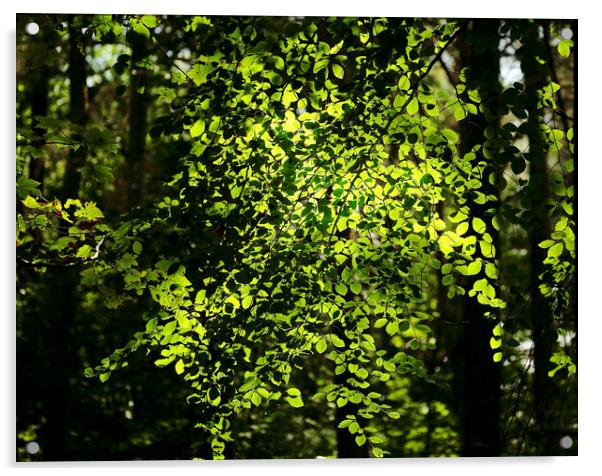 Sunlit Beech leaves Acrylic by Simon Johnson