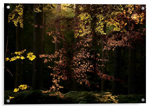 sunlit autumn leaves Acrylic by Simon Johnson