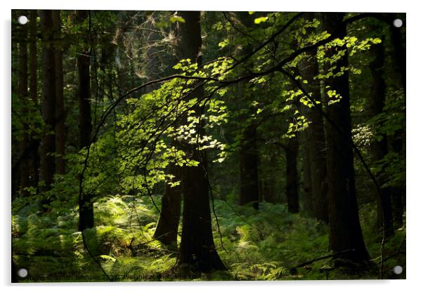 Sunlit woodland Acrylic by Simon Johnson