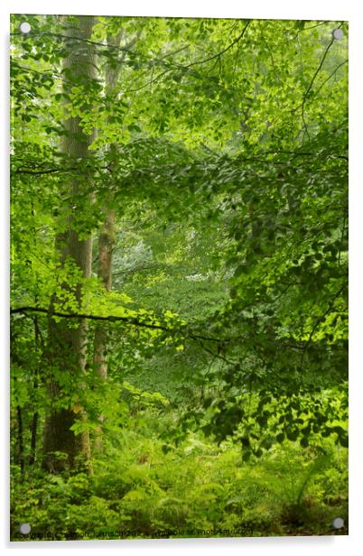 Woodland greens Acrylic by Simon Johnson