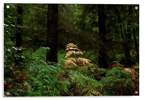 autumn fern in woodland Acrylic by Simon Johnson