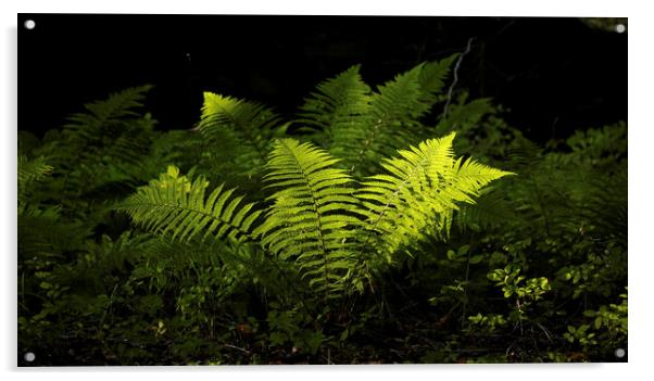 sunlit luminous ferns Acrylic by Simon Johnson
