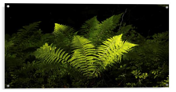 sunlit luminous  ferns Acrylic by Simon Johnson