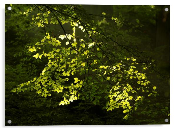 Sunlit leaves Acrylic by Simon Johnson