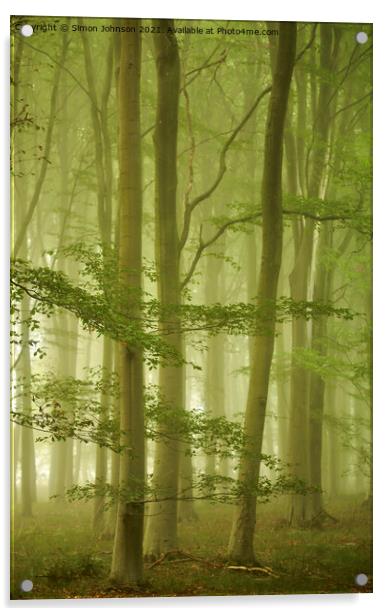 Misty morning in Beech woodland Acrylic by Simon Johnson