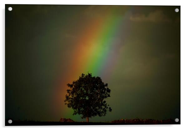 Rainbow tree Acrylic by Simon Johnson