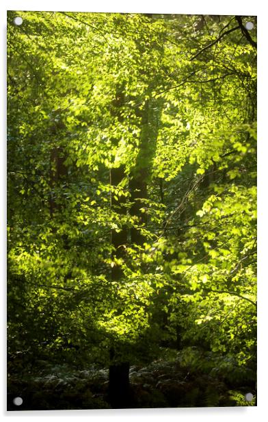 Sunlit Beech tree  Acrylic by Simon Johnson