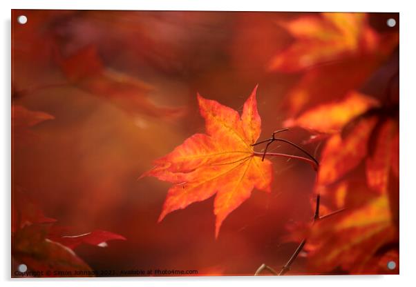 sunlit autumn acer leaf Acrylic by Simon Johnson
