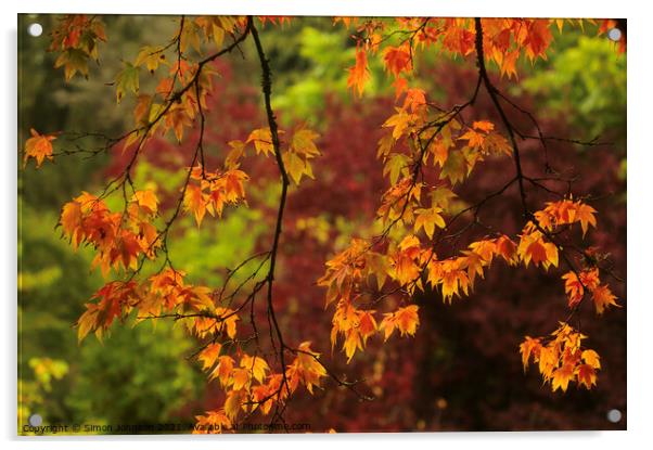 autumn acer leaves Acrylic by Simon Johnson