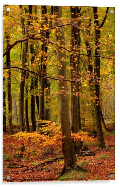 Autumn woodland Acrylic by Simon Johnson