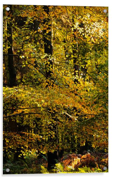 sunlit Beech Leaves Acrylic by Simon Johnson