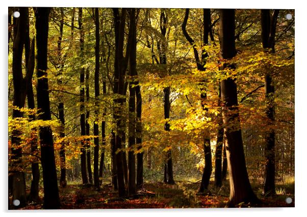 Sunlit autumn Woodland  Acrylic by Simon Johnson