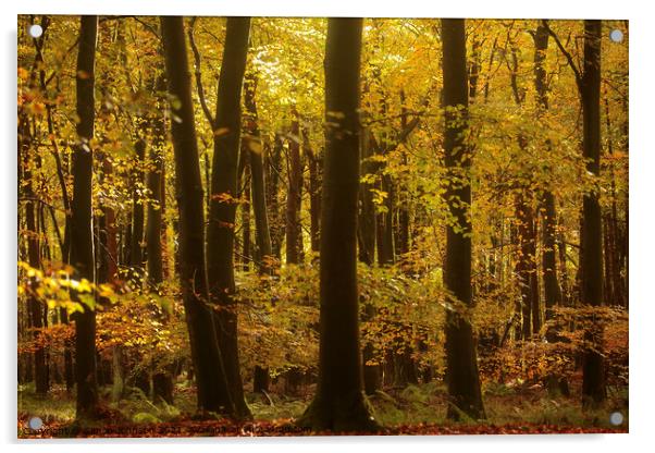 sunlit Beech woodland Autumn Acrylic by Simon Johnson