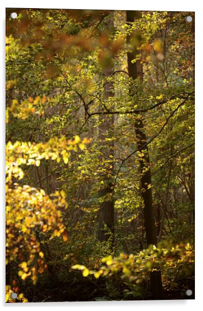 Sunlit Beech Woodland Acrylic by Simon Johnson