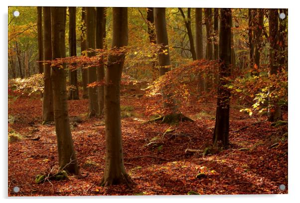Sunlit autumn woodland Acrylic by Simon Johnson