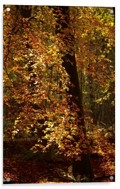 sunlit Beech leaves Acrylic by Simon Johnson