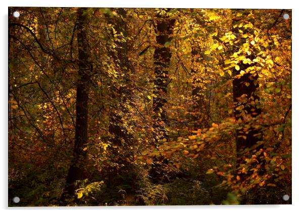 Sunlit autumn leaves  Acrylic by Simon Johnson