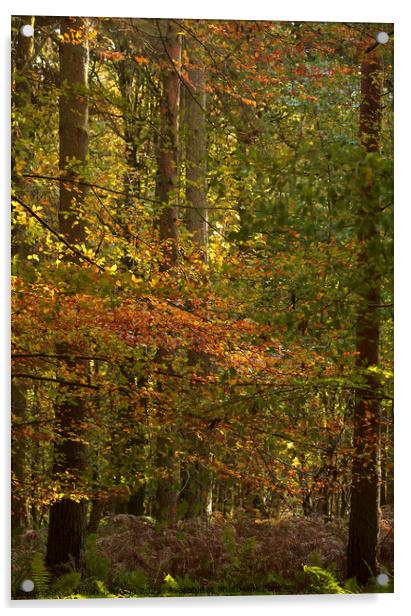 autumn woodland Acrylic by Simon Johnson