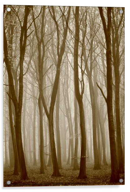 Misty woodland Acrylic by Simon Johnson